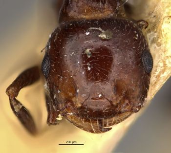 Media type: image;   Entomology 20822 Aspect: head frontal view